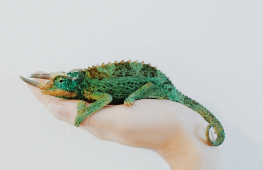 Catering for exotic pets in your product mix: reptiles